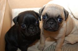 Pug Puppy for sale, Cute Pugs for sale near me