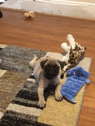 Marcus is a cute pug puppy and is ready to be your new friend.
