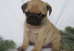 Considerate lovely Pug pups for sale