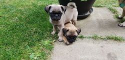 Friendly Fawn Pug puppies