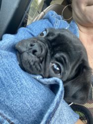 Baby Pug - Pure Breed w/paperwork