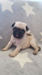 Amazing Litters of Pug puppies