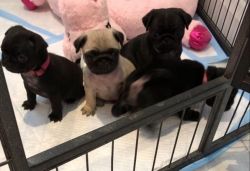 Cute Litters of Pug puppies Ready To Go