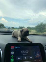 Little pug 1month and 2 weeks old