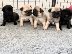 fawn pug puppies