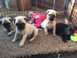 Beautiful Chunky Fawn pugs Available