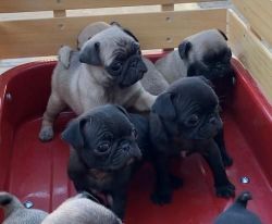 Pure Breed Pug Puppies For Loving Homes