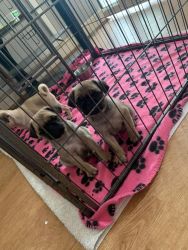 Health Tested Pug Puppies