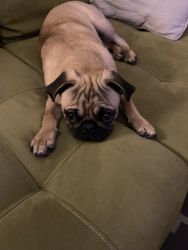 6 Month old pug for sale. Has all shots!!