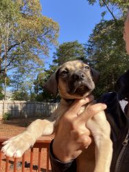 Pug Mix Puppy - Reduced Rehoming
