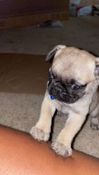 Pug puppy For Sale
