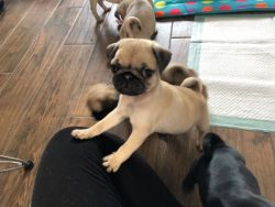 Home Raised Pug Puppies Available