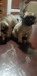 Pug, Male, fawn, playful, healthy, vaccinated