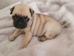 AKC quality Fawn Pug Puppies