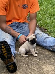 We have a baby pug for sell