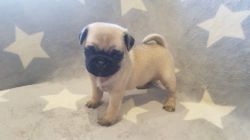 Pure breed Pug Puppies. TEXT 610.466 then 544 one