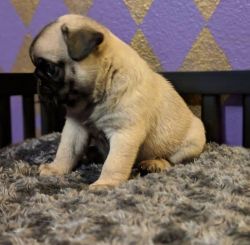 Adorable Pug Puppies. TEXT 610,466 then 544 one