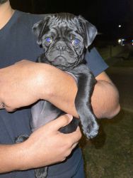 Handsome Puppy pug that you will love