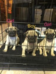 Full-blooded pugs