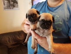 Female and Male Pug puppies Available now