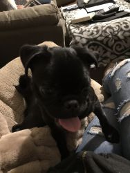 Selling my puppy Pug