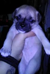 For Sale Pug Puppies