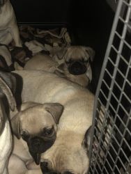 Baby pugs for sell