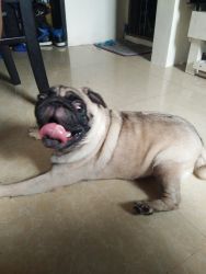 For sale pug 10 months old