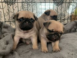Registered Pug puppies for Sale