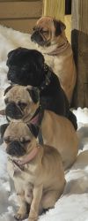 Pugs for sale pure bred