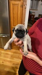 PUG Pups for Sale fawn with black