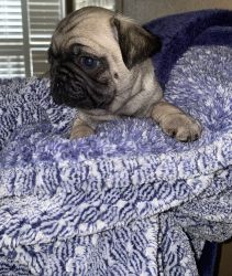 Pug puppy looking forward a forever home