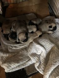 3 weeks old puppies
