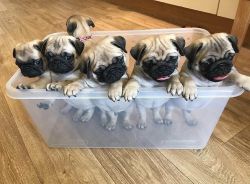 Beautiful Pug puppies for adoption
