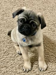 PONGO -4 months old Pug Puppy with ALL ACCESSORIES