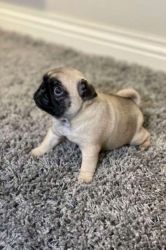 Black Pug Puppy's For Sale