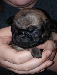 Pugs puppies for sale