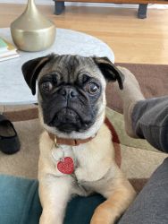 10 month old pug for sale