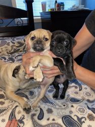 Pug Chihuahua Mix Puppies For Sale