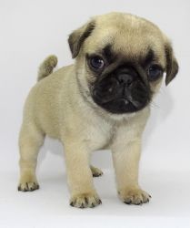 Male/Female Amazing Pedigree Pug Puppies For Sale