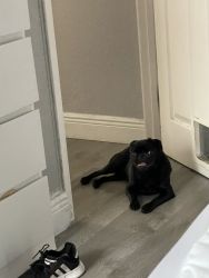 11 month old Female pug not spayed