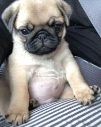 Stunning Pug Puppies Ready For Rehoming