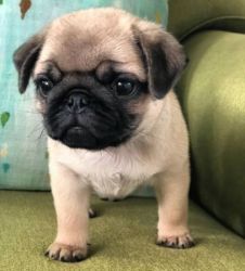 Beautiful Pug puppies for good home