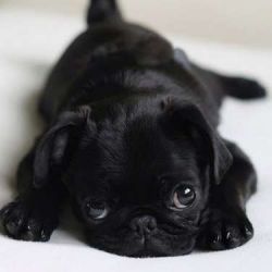 Pretty male and female Pug Puppies for sale