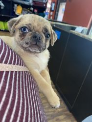 Puppy pug for sell