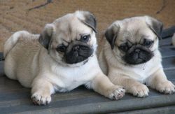 Sweet Pug Puppies Available
