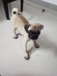 Pug puppy for sale, 65 days old