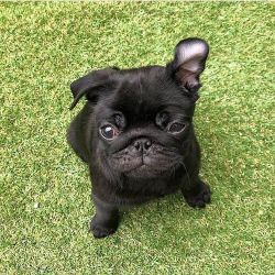 Cute Pug Puppies for rehoming