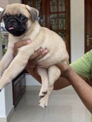 Male Pug for Sale