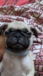 45 Days Old Baby Pug (Male)